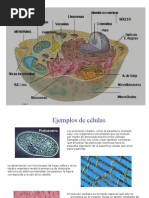 Diapositivas de Celulas