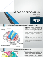 Áreas de Brodmann