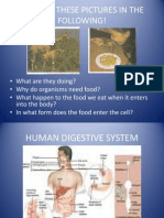 Human Digestive System