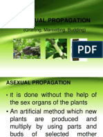 Asexual Propagation