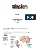 Brainstem (Yuni)