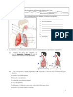 Ficha de Avaliacao de Ciencias Da Natureza Do 6 Ano Sistema Respiratorio