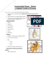 Male Internal Genital Organ