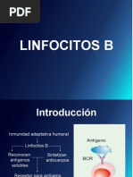 Linfocitos B