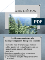 Especies Leñosas