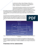 Los Aminoácidos y Proteinas