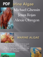 Marine Algae