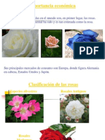 Micropropagación de Rosas