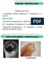 DataShow - Ancilostomose PDF