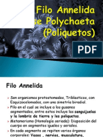 Filo Annelida Clase Poliquetos