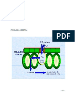 Fisiologia Vegetal