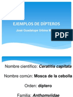 Ejemplos de Dípteros