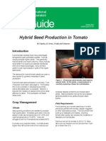 Hybrid Seed Production of Tomato