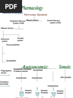 Peripheral Nervous System (PNS) Central Nervous System (CNS) Efferent Division Afferent Division