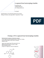 Cloning A DNA Segment From Bacteriophage Lambda