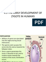 4.3 Development of Zygote