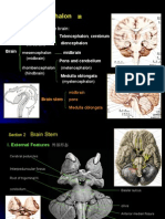 Brain Stem 1