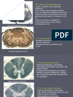 Recognization On Section of Spinal Cord