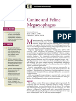 Canine and Feline Mega Esophagus