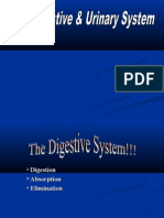 Digestive System Powerpoint