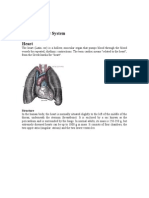 Cardiovascular System - Lecture I