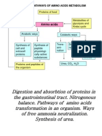 Amino Acids Metabol Synth of Urea