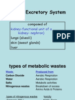 Human Excretory System