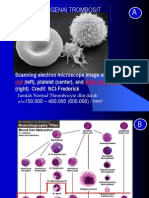 Sepintas Mengenai Trombosit / Platelet