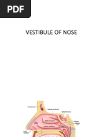 Vestibule of Nose