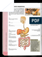 Sistema Digestivo