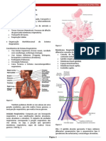 Fisiologia Respiratória