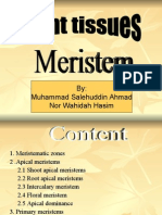 Meristem