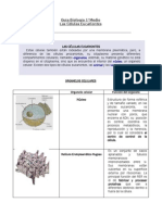 1º Medio Biología Las Celulas Eucariontes