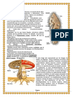 Reino Protista y Fungi