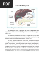 Anatomi Dan Fisiologi Hati