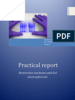 Practical Report: Restriction Nucleases and Gel Electrophoresis