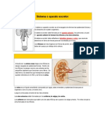 Sistema o Aparato Excretor