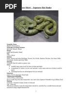 Care Sheet - Japanese Rat Snake (Elaphe Climacophora)