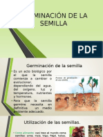 Germinación de La Semilla