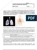 Diseccion Pulmon 3º Eso