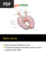 Visual Pathway