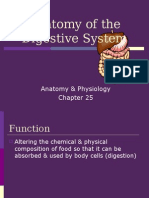 Anatomy of The Digestive System