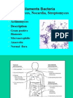 Filaments Bacteria Actinomyces, Nocardia, Streptomyces