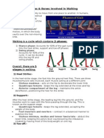 Muscles & Bones Involved in Walking