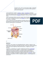 Anatomia Da Pele