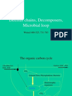 17 Microbial Loop