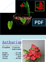 Anthurium