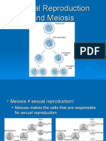 Meiosis Powerpoint