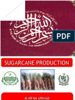 Sugarcane Presentation by Irfan Arshad