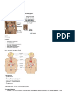 Endocrine System